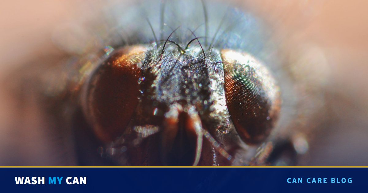 Extreme close-up of a housefly face with large red compound eyes