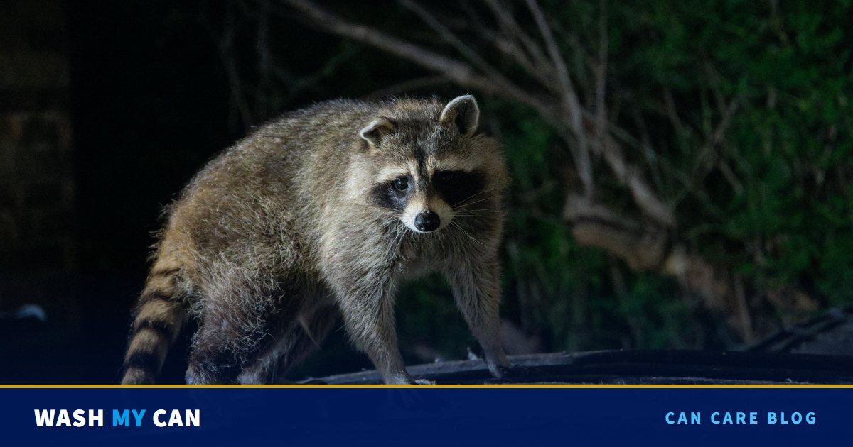 A raccoon standing on top of a dark ribbed lid at night, looking toward the camera