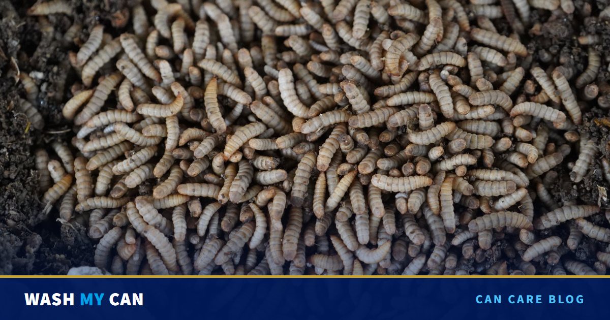 A dense mass of maggots writhing on dark decomposing material